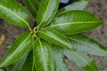 Water drop on mango leaf Royalty Free Stock Photo