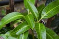 Water drop on mango leaf Royalty Free Stock Photo