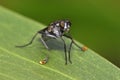 Water drop in mouth by Long-legged Fly or Dolichopodidae, Diptera Royalty Free Stock Photo