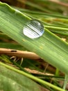 Water drop on a leaf in the nature. Nice and clear Royalty Free Stock Photo