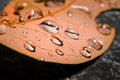 Water drop on orange autumn leaf Royalty Free Stock Photo