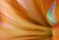 Water drop on orange Lily Royalty Free Stock Photo