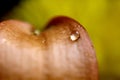 Water drop on orange Lily Royalty Free Stock Photo