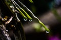 Water drop from Orchidaceae Royalty Free Stock Photo