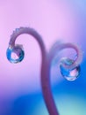 Water drop Ovaries Royalty Free Stock Photo