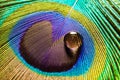 Water drop on a peacock feather Royalty Free Stock Photo