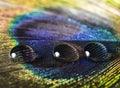 Water drop on a peacock feather Royalty Free Stock Photo