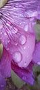 Water drop on petal, macro photography