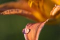 Water drop on the petal of the orange lily flower Royalty Free Stock Photo