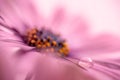 Water drop on a petal of a pink african daisy