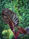 water drop on philodendron leaf,nature background. Royalty Free Stock Photo