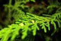 Water drop on a pine branch Royalty Free Stock Photo