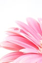 Water drop on pink daisy Royalty Free Stock Photo