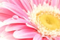Water drop on pink daisy Royalty Free Stock Photo