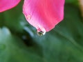 Water drop on pink petal of oleander flower with green leaves Royalty Free Stock Photo