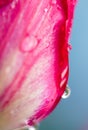 Water drop on pink tulip`s Royalty Free Stock Photo