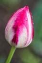 Water drop on pink tulip`s Royalty Free Stock Photo