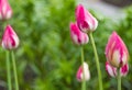 Water drop on pink tulip`s Royalty Free Stock Photo