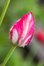 Water drop on pink tulip`s Royalty Free Stock Photo