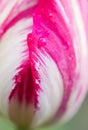 Water drop on pink tulip`s Royalty Free Stock Photo