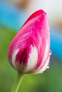 Water drop on pink tulip`s Royalty Free Stock Photo