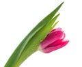 Water drop on pink tulip. Royalty Free Stock Photo