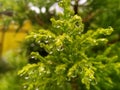 Water drop plant