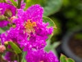 Water Drop on Purple Crape Myrtle Flower Royalty Free Stock Photo