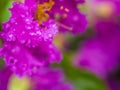 Water Drop on Purple Crape Myrtle Flower Royalty Free Stock Photo