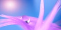 Water drop on purple feather in sunlight, blue blurred background. Beautiful gentle abstract macro of nature. Selective focus, Royalty Free Stock Photo