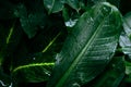 Water drop after rain on leaf beautiful in the tropical forest plant jungle, Natural green leaves pattern dark background Royalty Free Stock Photo