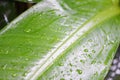 Water drop after rain on leaf beautiful in the tropical forest plant jungle, Natural green leaves pattern dark background Royalty Free Stock Photo