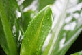 Water drop after rain on leaf beautiful in the tropical forest plant jungle, Natural green leaves pattern dark background Royalty Free Stock Photo