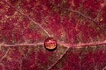 Water drop on a red aspen leaf Royalty Free Stock Photo