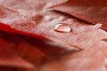 Water drop on red autumn leaves close up. Bright autumn concept. macro shoot Royalty Free Stock Photo