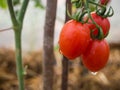 Water drop on red cherry tomato