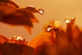 Water drop on red flower petal. Macro drops. Royalty Free Stock Photo