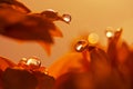 Water drop on red flower petal. Macro drops.