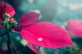 Water drop on red leaf Royalty Free Stock Photo