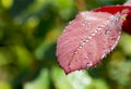 Water drop on red rose leaf after rain