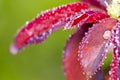 Water drop on red rose leaf after rain Royalty Free Stock Photo