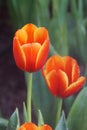 Water drop on red tulips