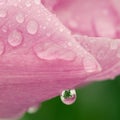 Water drop with reflection on a pink tulip