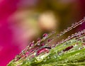 Water drop refraction photography with water droplets attached to young grain ear and pink hollyhock Alcea rosea as a subject Royalty Free Stock Photo