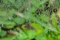 Rain drop close-up on spider web and green background Royalty Free Stock Photo