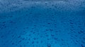 Water drop splash on clean blue texture with nature pattern. Raindrops on blue surface of car hood. Water droplets on blue