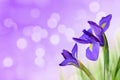 Water drop on spring iris flowers.