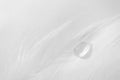 Water drop on swan feather with selective focus, macro. Concept of tenderness and softness, close-up. Beauty horizontal Royalty Free Stock Photo