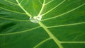 Water drop in the taro leaf Royalty Free Stock Photo
