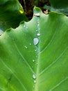 Water drop on taro leaf